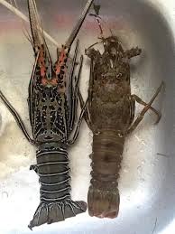 lobster (ilustrasi)
