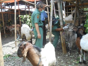 Pemeriksaan hewan kurban di Mataram