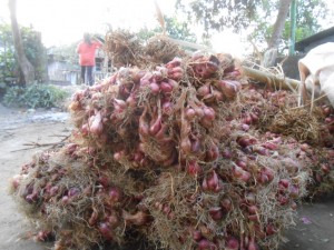 Bawang merah produksi petani NTB