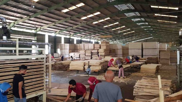 Pabrik Tripleks Hadir di Loteng, Perlu Digalakkan Penanaman Sengon di Lahan Kritis