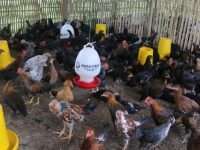 “Mini Feedmill” Mulai Dioperasikan, Dukung Swasembada Ayam dan Telur di NTB
